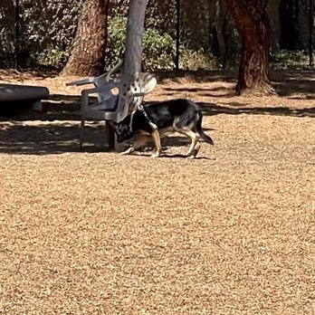 Dog Park at Woodglen Vista photo 2